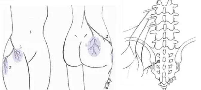 Torakolomber geçiş bölgesi anatomisi T12-L1 segmenti fasett eklem ve dorsal ramus dalları