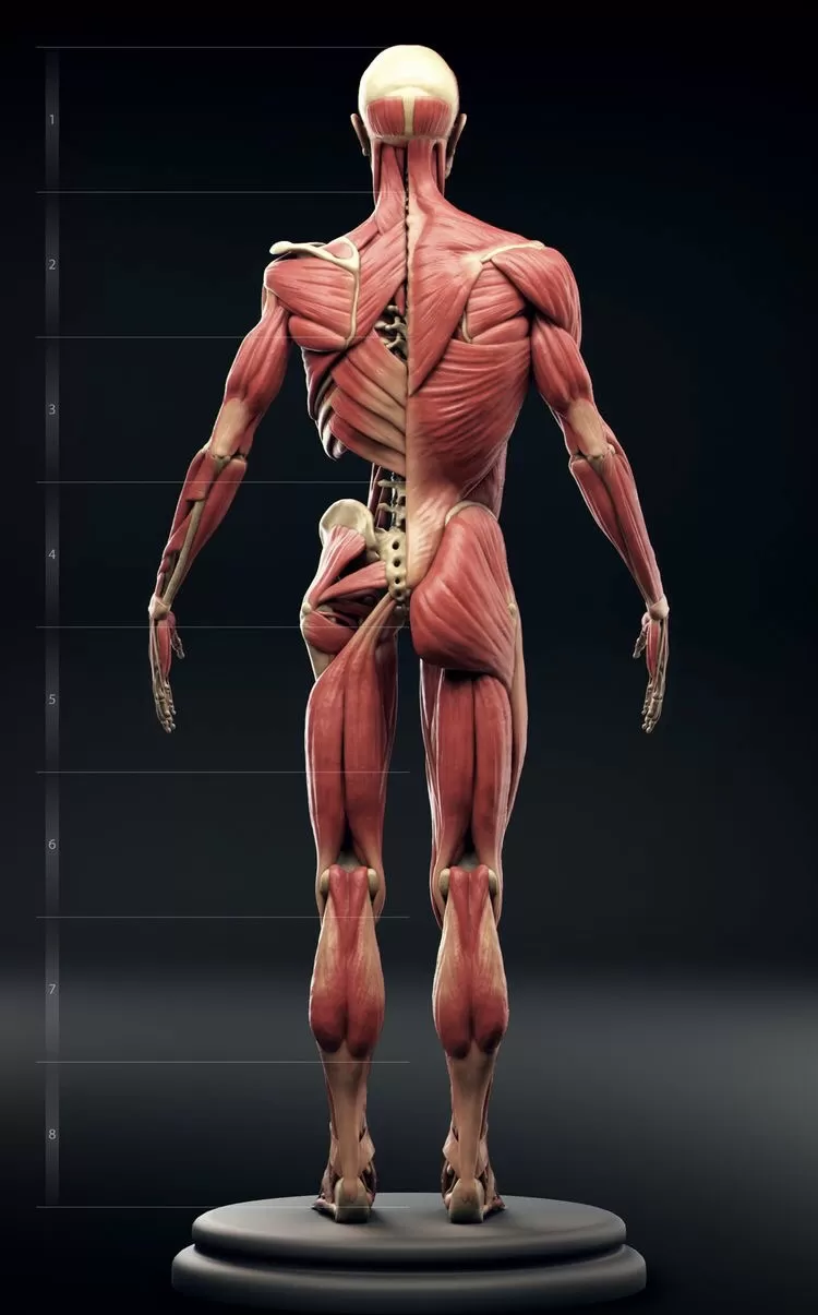 Kaslarda Ağrı Giderme Yöntemi Ve Uygulamalar